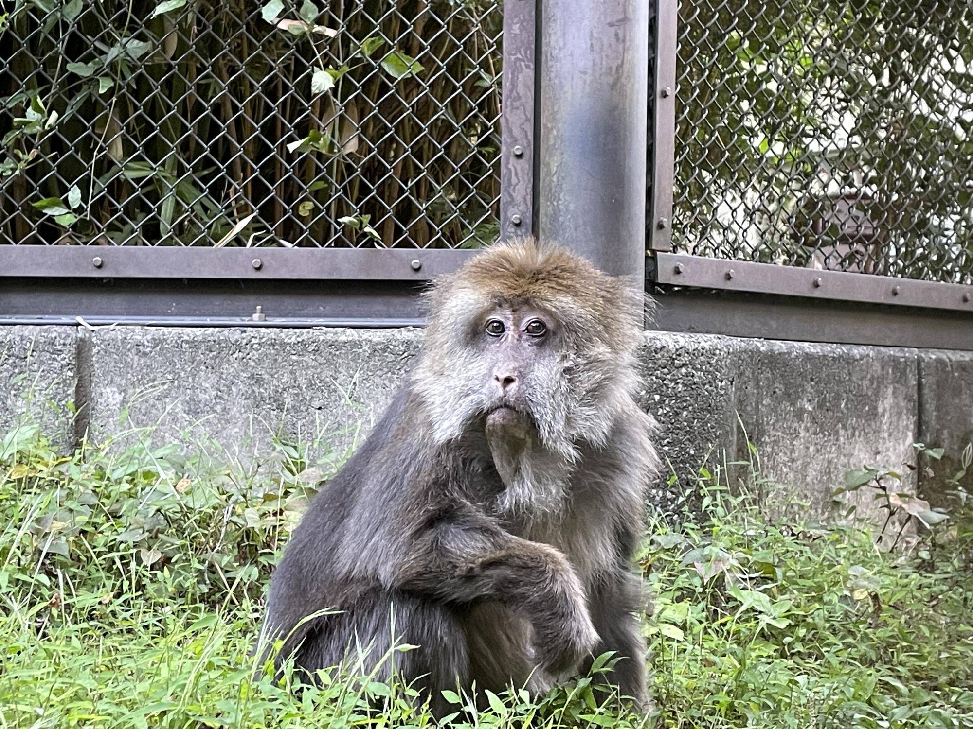 ワカメのドングリパーティーの写真