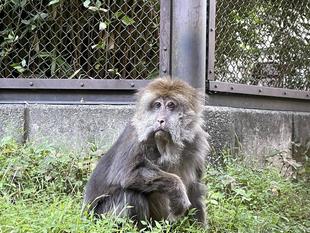 ワカメのドングリパーティー