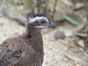 カンムリセイラン成長記録⑨