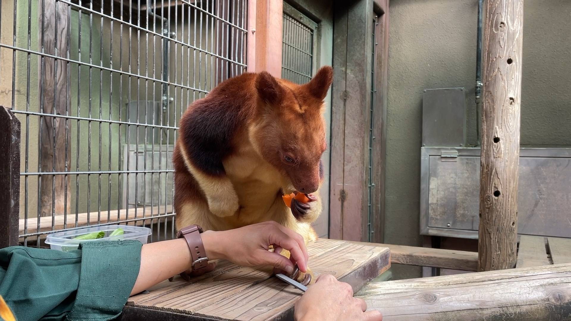 爪をやすりましたの写真