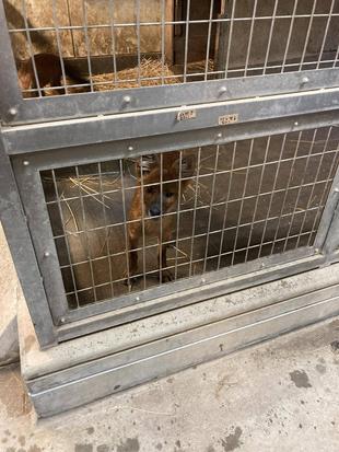 ドールの展示について☆*+。