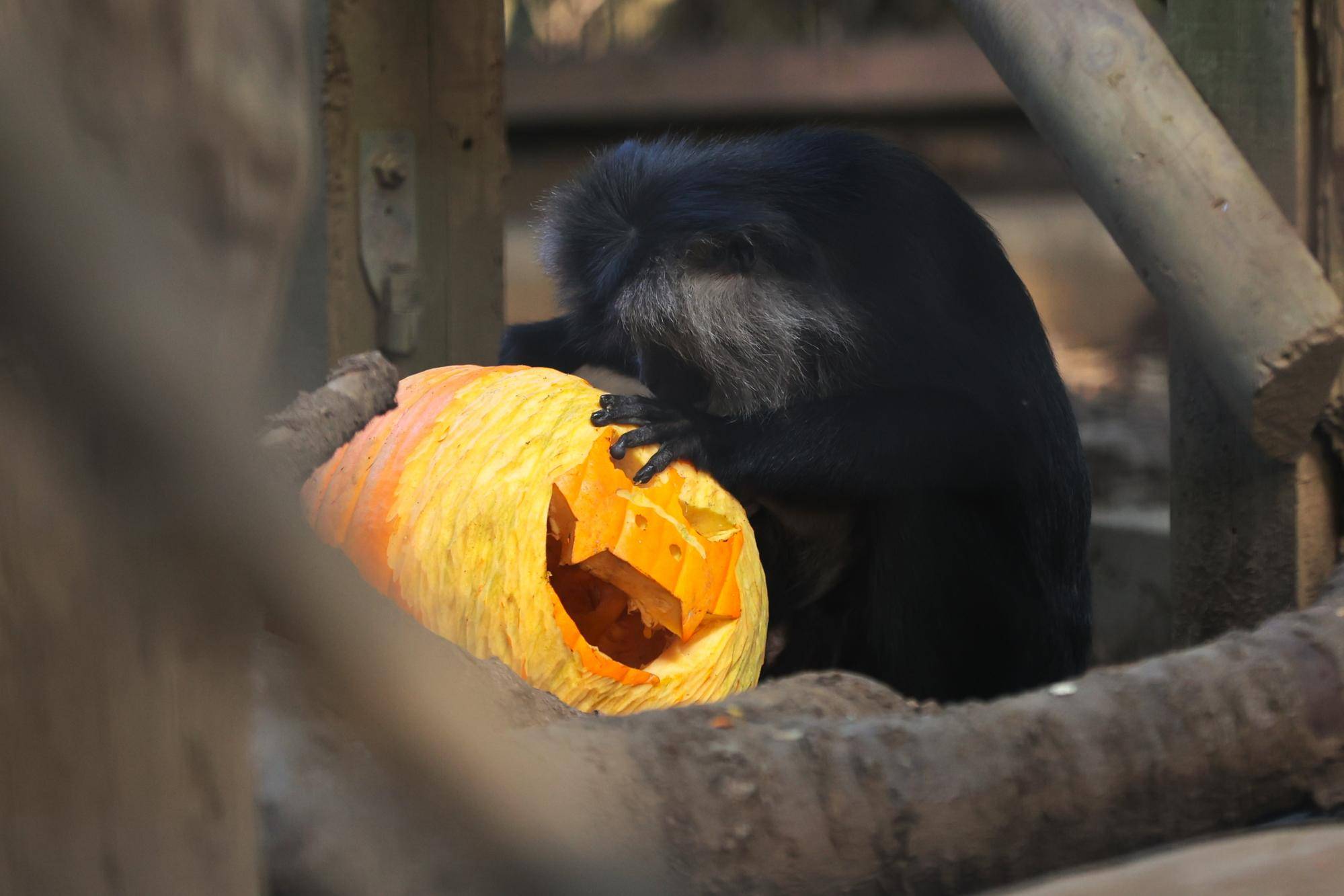 ズーラシアハロウィン2023~シシオザル編~の写真