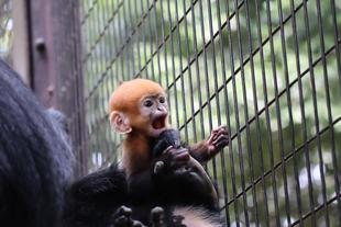 ユズぽん通信5　ちょんがりはいつから？