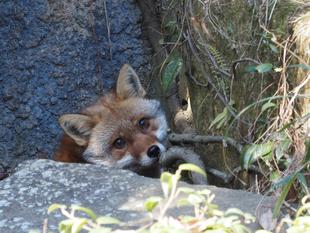 🦊見られました！！！🦊