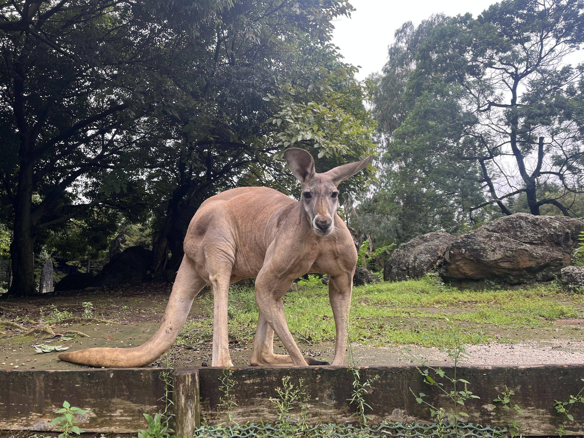 アカカンガルーの衣替えの写真