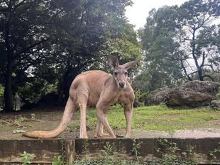 アカカンガルーの衣替え