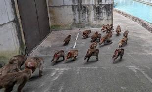 疾走感あふれるニホンザル！！