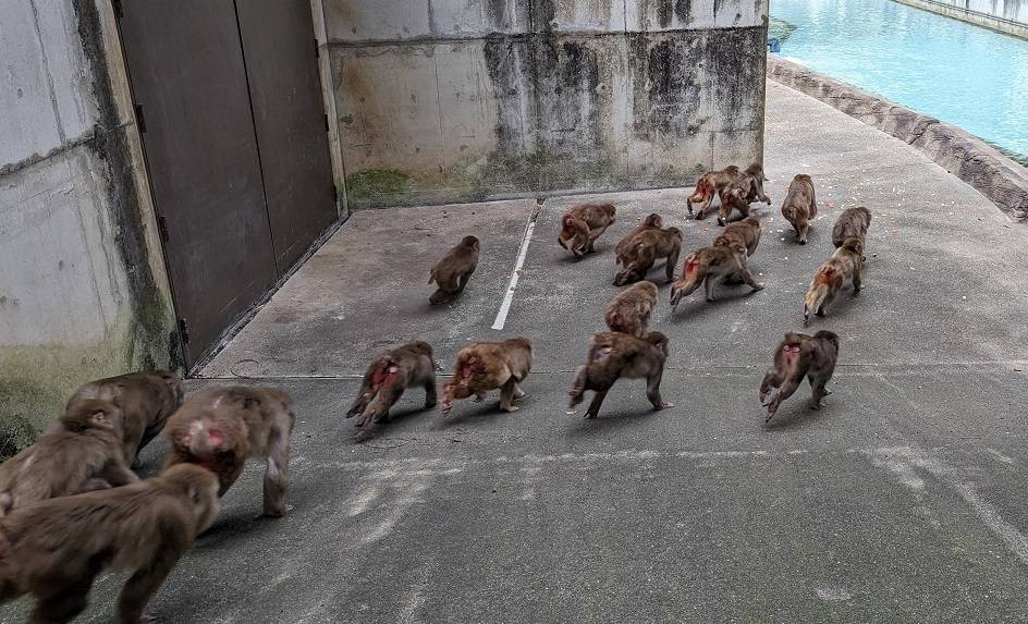 疾走感あふれるニホンザル!!の写真