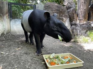 バク通信　ロコについてのお知らせ