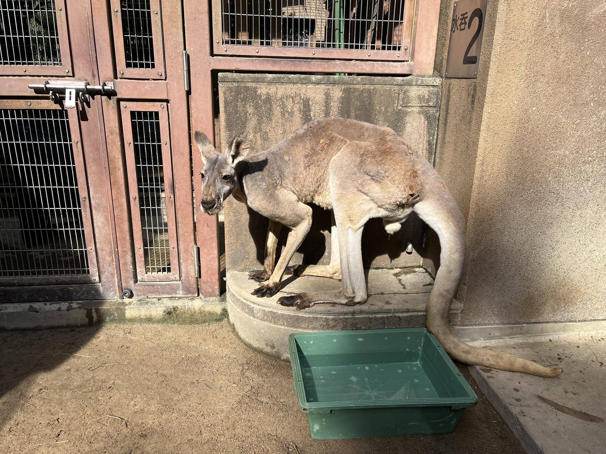 アカカンガルー サイの日光浴の写真