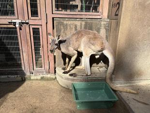 アカカンガルー　サイの日光浴