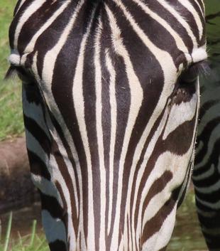 モズの高鳴きが聞こえ始めたサバンナ