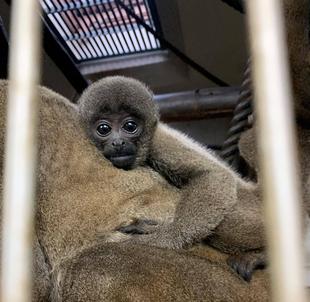 ウーリーモンキーの赤ちゃん成長記⑪