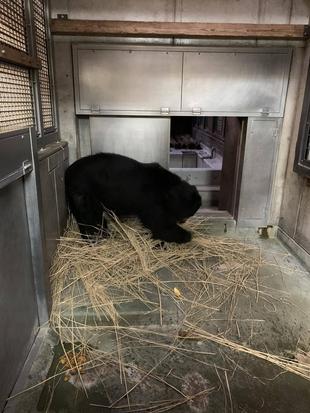 巣作りも得意　(ルイス編）