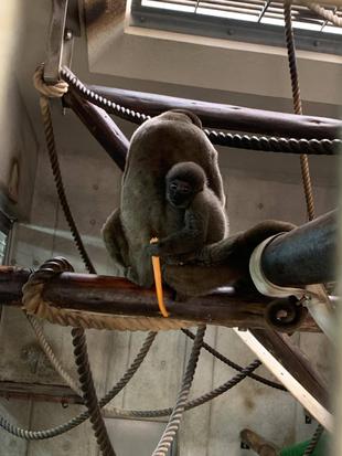 ウーリーモンキーの赤ちゃん成長記⑫