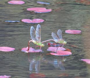 地域の生きもの保全プロジェクト活動のご報告 9月