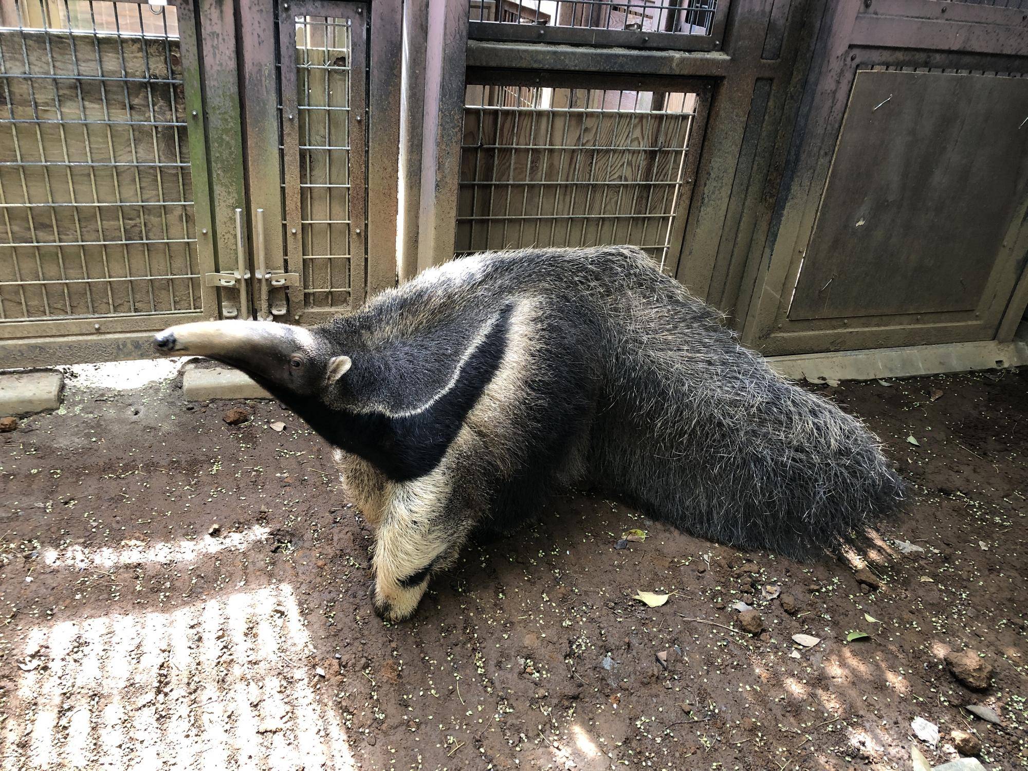 アモのその後の写真