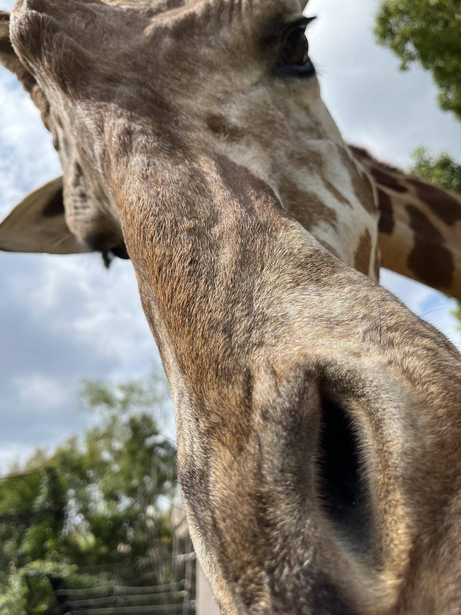 秋晴れのサバンナの写真