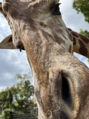 秋晴れのサバンナ