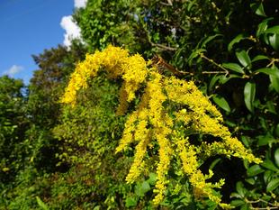 ～　みんなつながっている！　セイタカアワダチソウ編　～