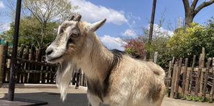 ララ、ありがとう。