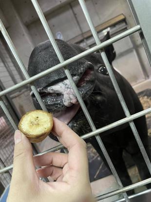 バク通信　お薬苦手じゃないロコ