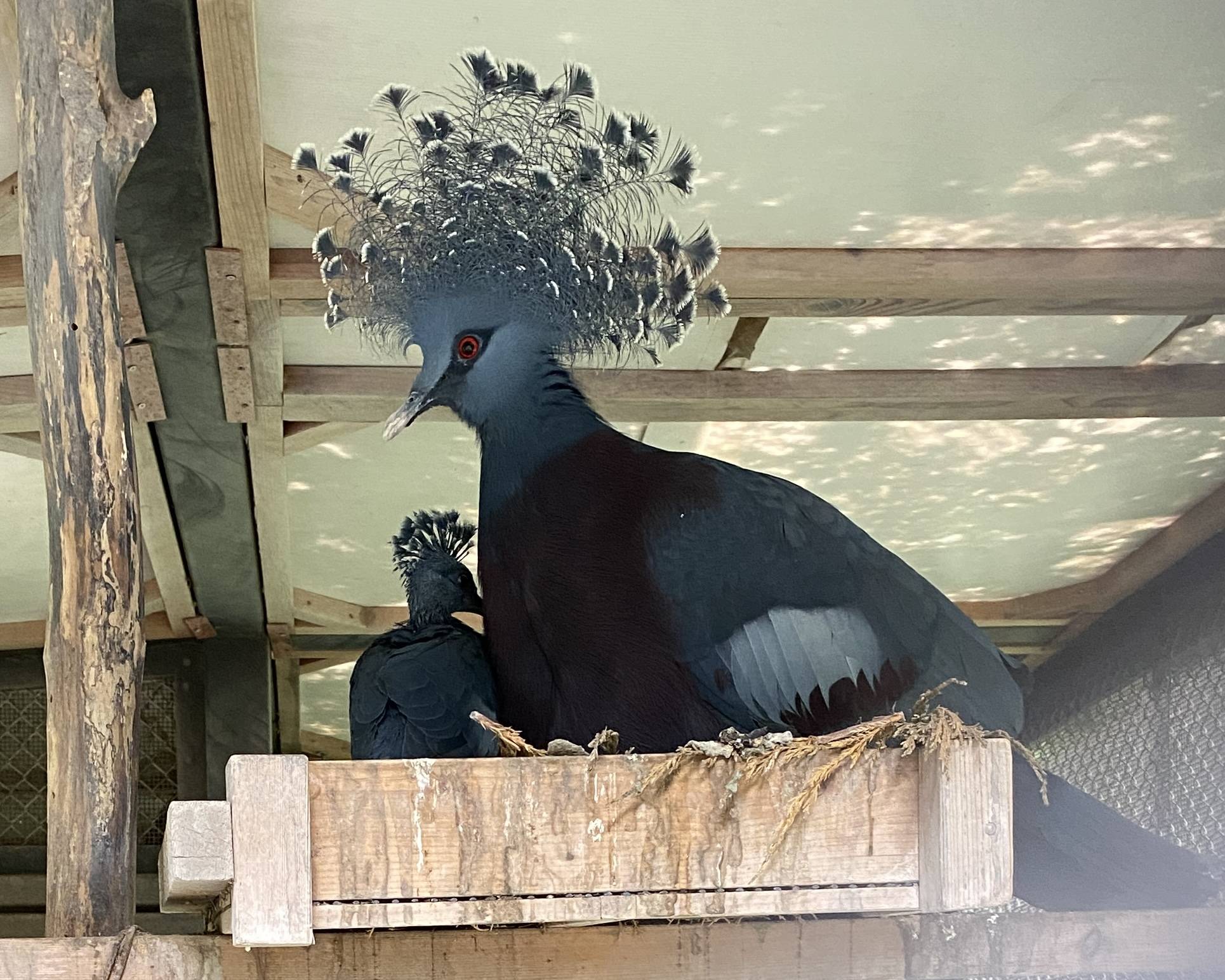 オウギバトが孵化しました!の写真