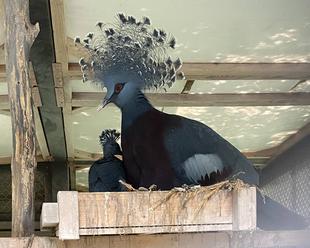 オウギバトが孵化しました！