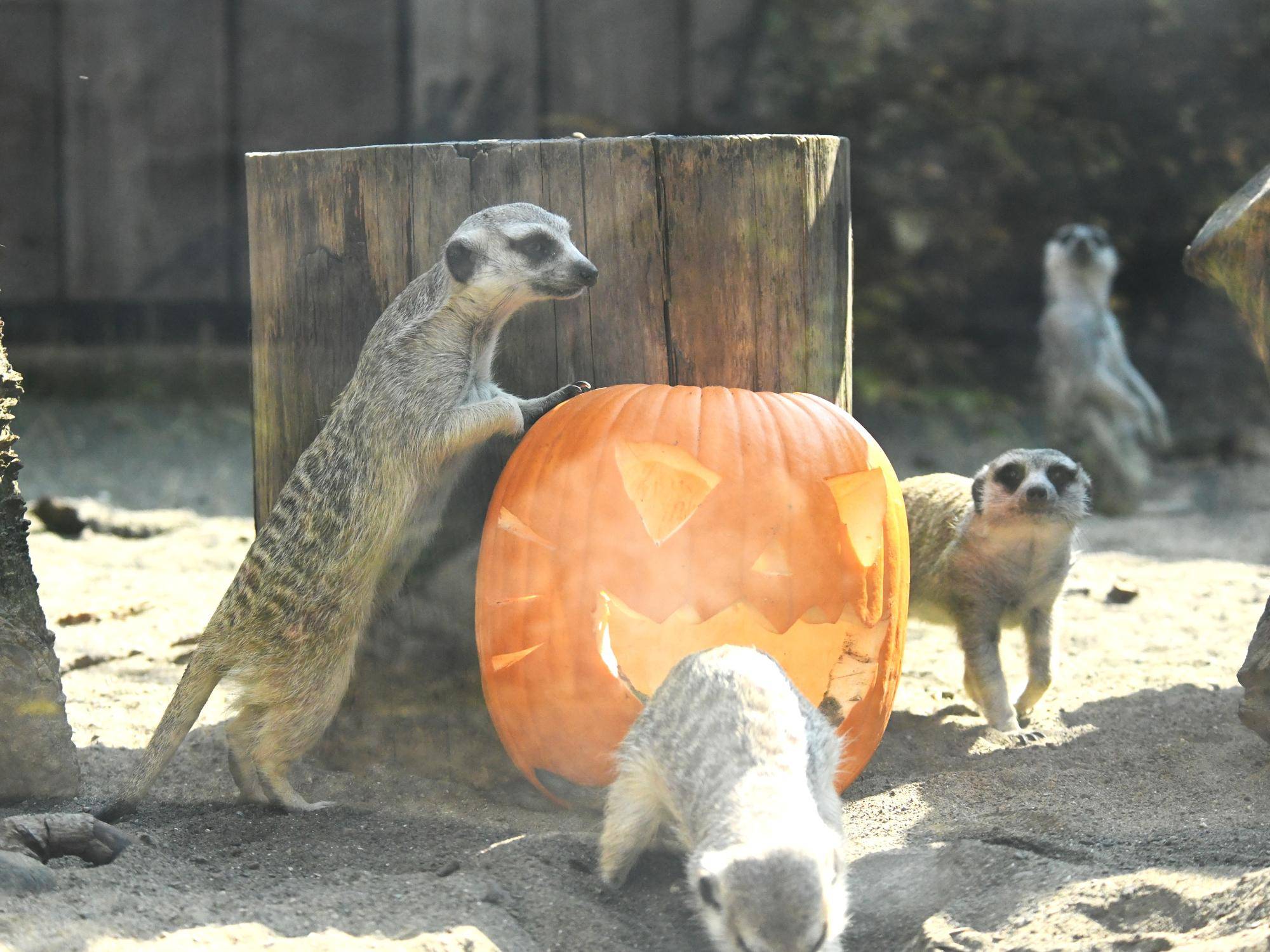 ミーアキャットとハロウィン🎃の写真