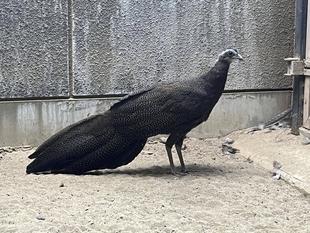 カンムリセイラン成長記録⑩