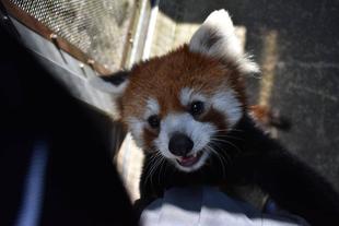 キントキ、おとなへの一歩