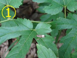 ～　擬態☆見つけたい！　番外編3-1　～