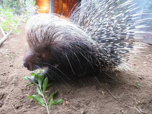 ヤマアラシの11月