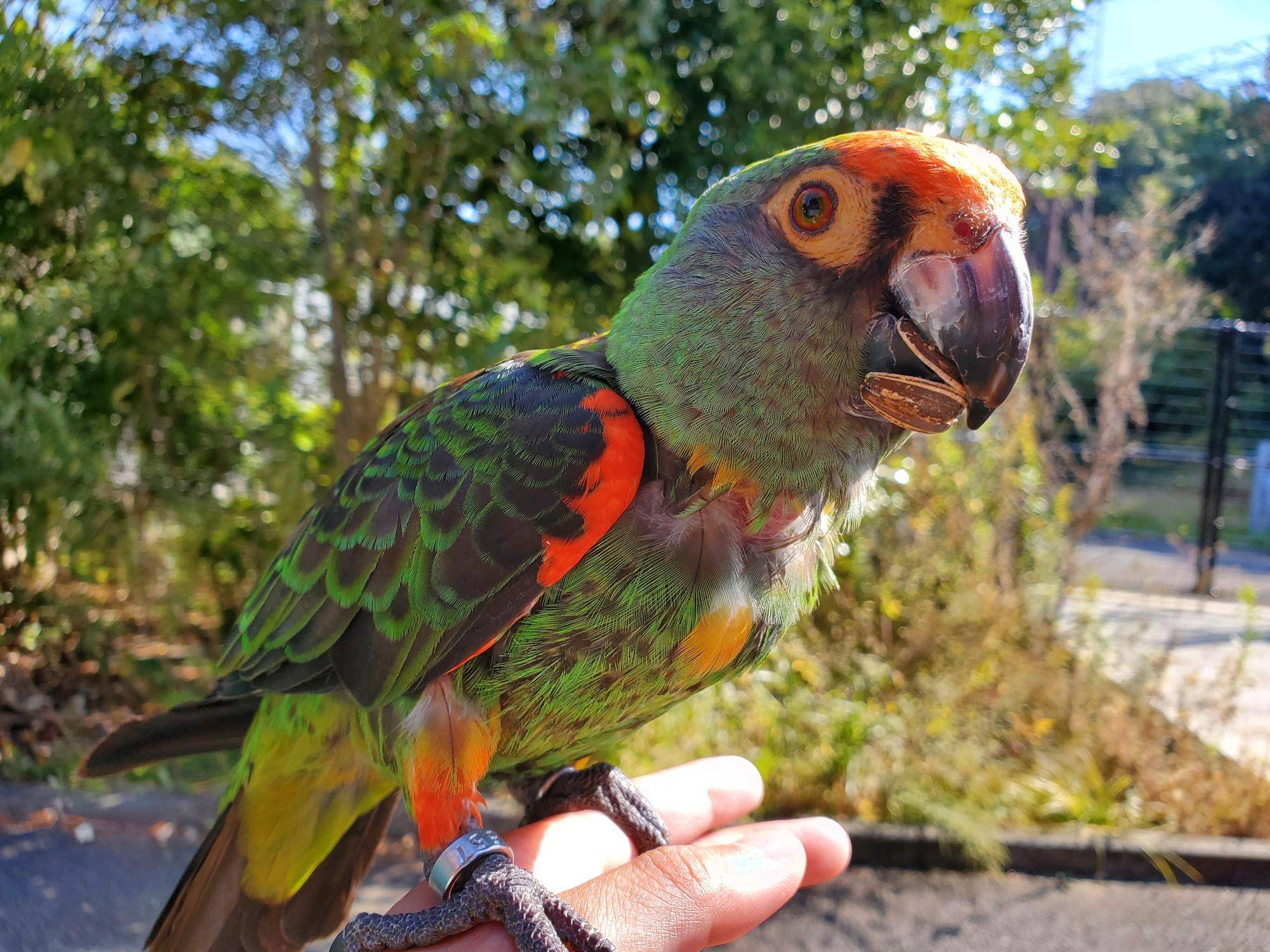雨の日も頑張る鳥たちの写真