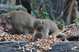 ドングリ探しに夢中!