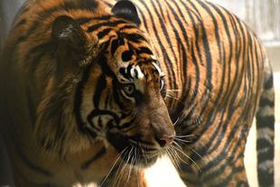 ようこそ！アカラ　Part２