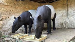 バク通信　ロコひでお親子が帰ってくる！