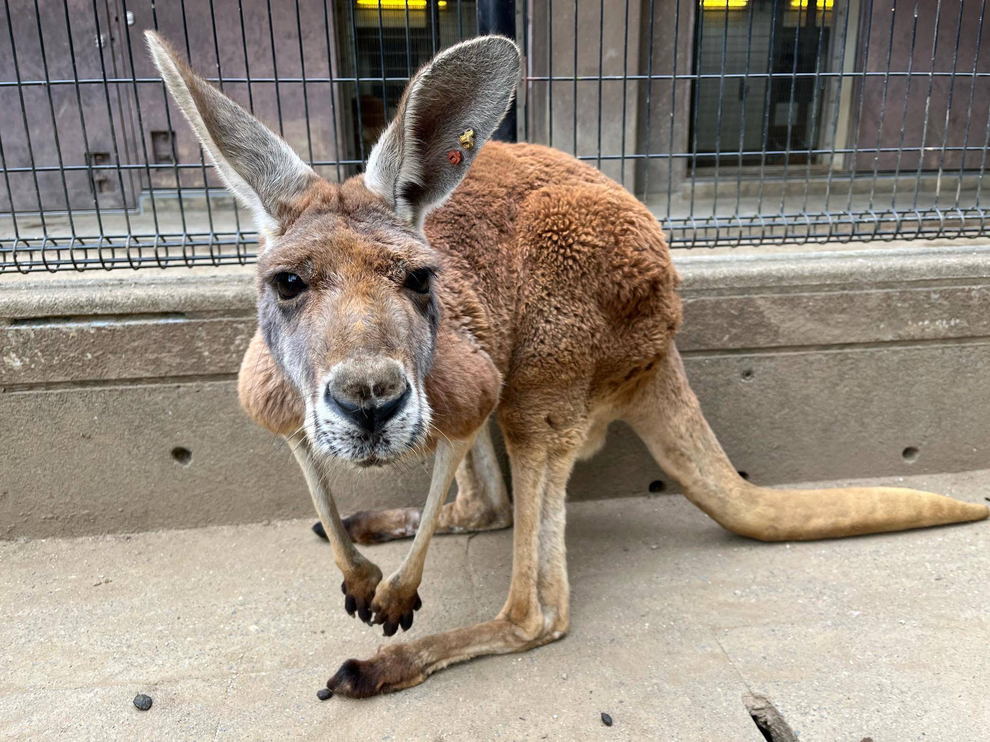アカカンガルー ミオ安らかにの写真