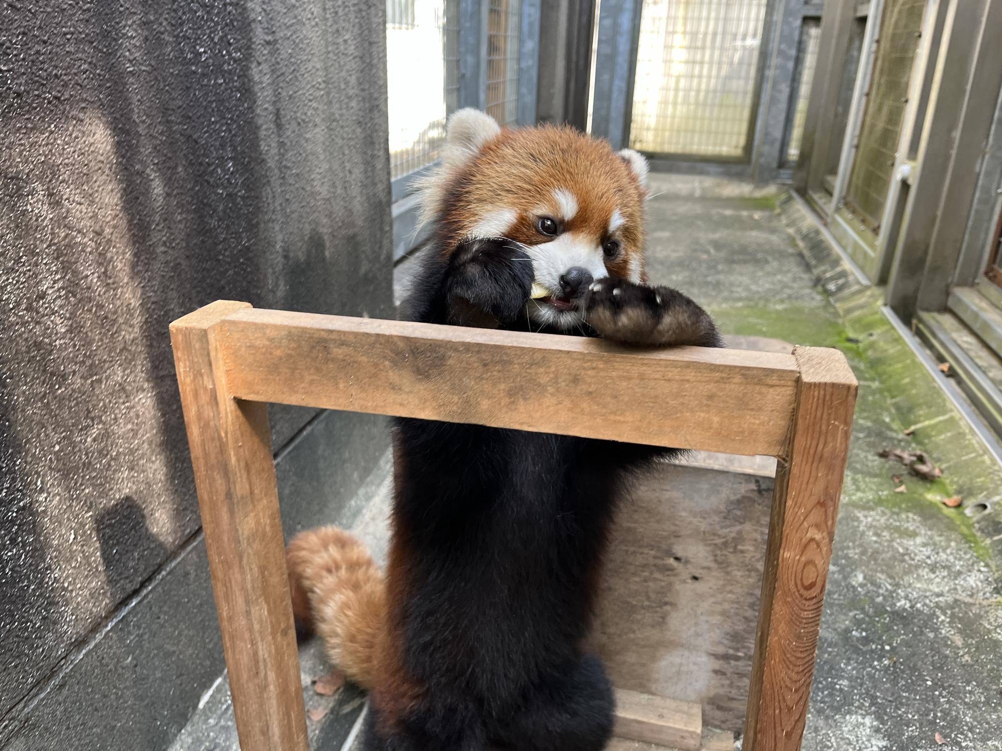 ヒナギクも、おとなへの一歩の写真