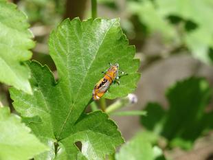 ～　擬態☆見つけたい！　番外編3-2　～