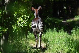 本日この動物の誕生日です♪🎂