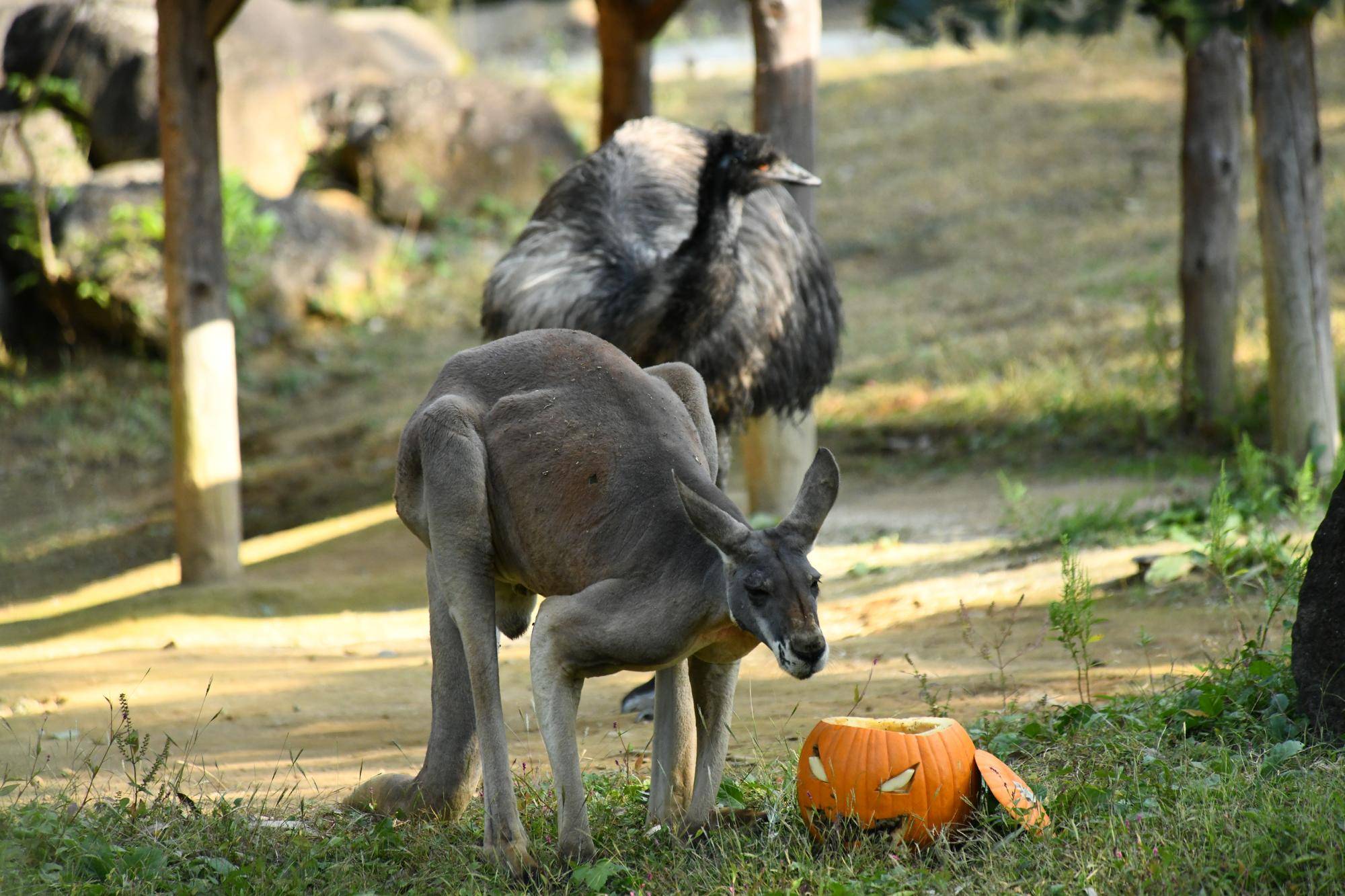 アカカンガルーのハロウィン 2023の写真