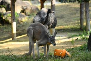 アカカンガルーのハロウィン　2023