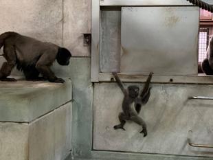 ウーリーモンキーの赤ちゃん成長記⑬