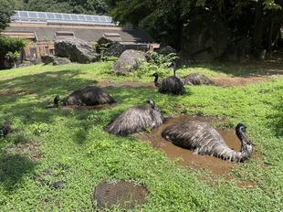 エミューNEWS☆ その1