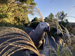 バードショー通信