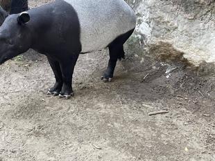 バク通信 私はだあれ?第2弾 解答編!