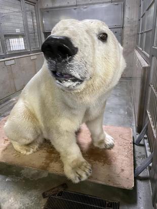 体重測定できるまで～ホッキョクグマ～