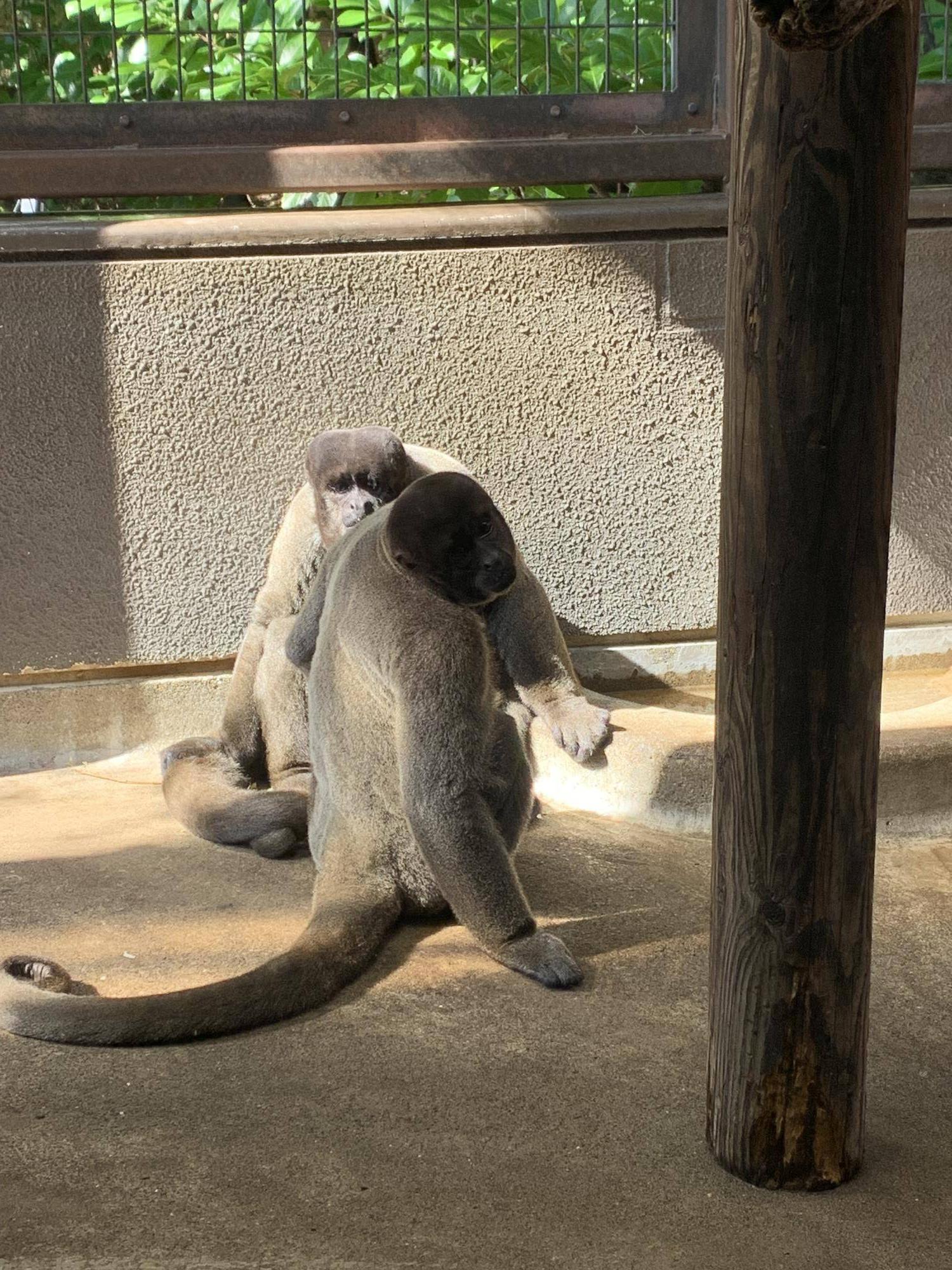 ムッシュJrとウリの様子の写真