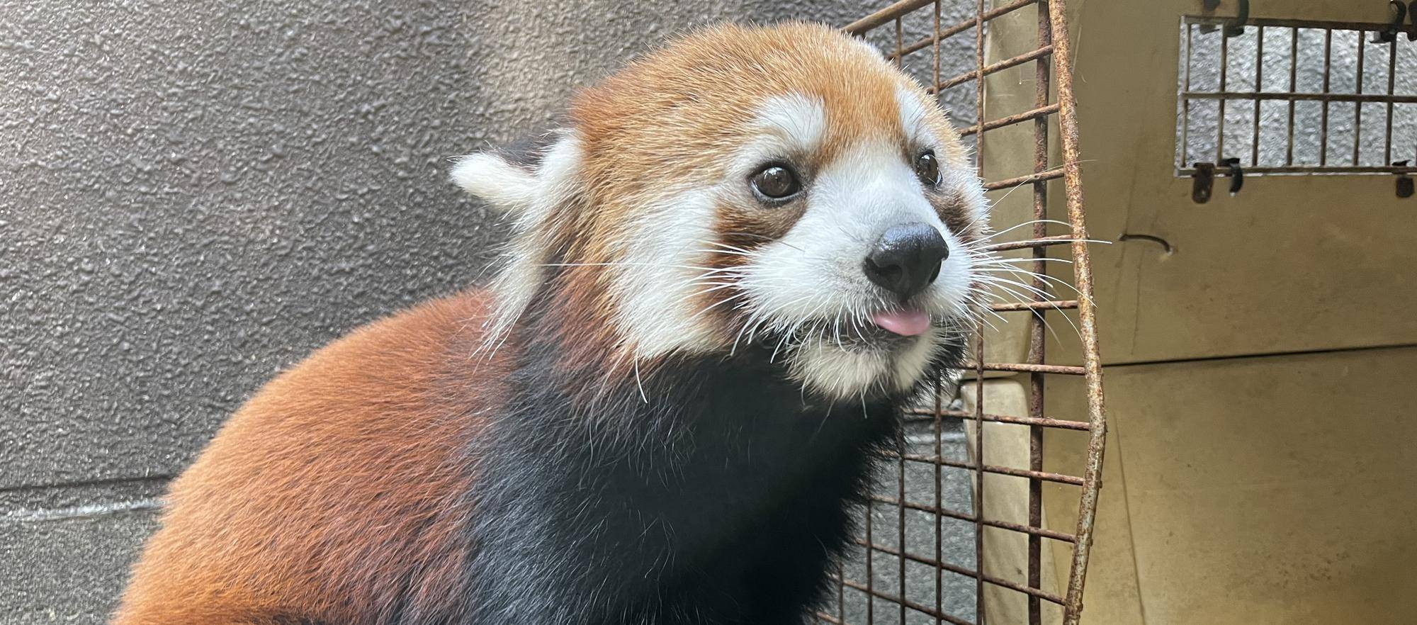 キントキ、おとなへもう一歩の写真